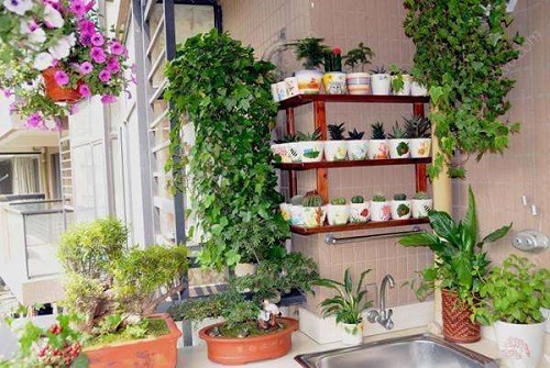 阳台养种什么植物风水好植物禁忌 阳台风水植物注意事项
