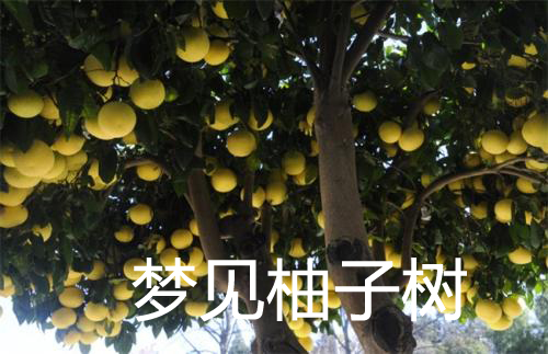 做梦梦见柚子树预示什么 是不好的吗