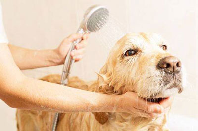 梦见别人给狗洗澡是什么征兆 说明什么
